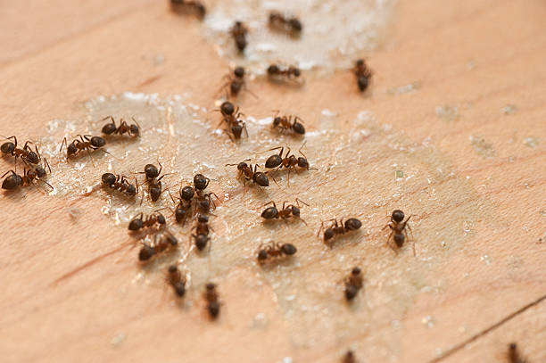Best Ant Control Services  in Shell Ridge, CA