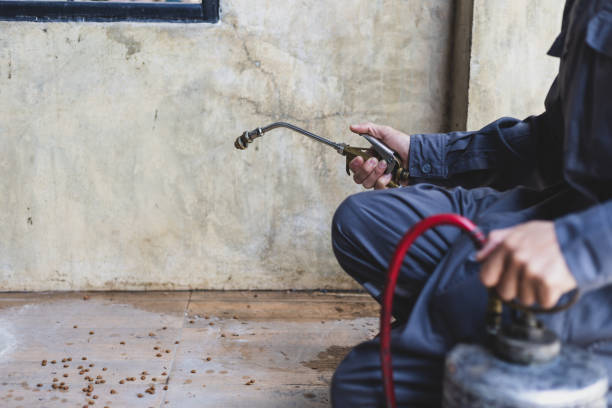 Best Rat Extermination Near Me  in Shell Ridge, CA
